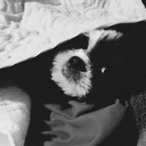 Meet your Posher, Steve-robin